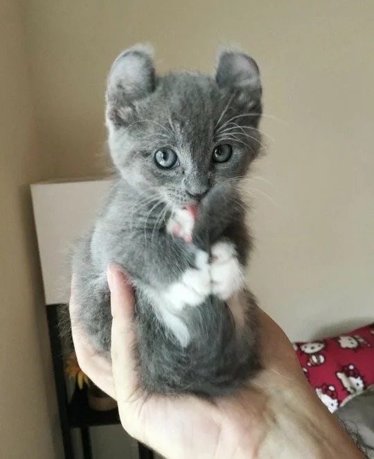 Серенький котёнок облизывает хвостик