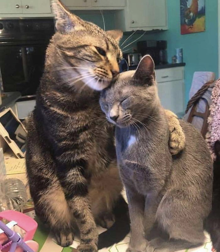 Полосатый котейка обнимает кошечку