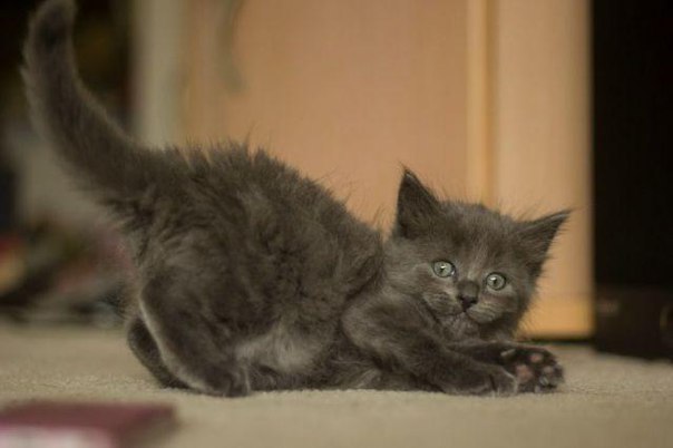 Котёнок заигрывает