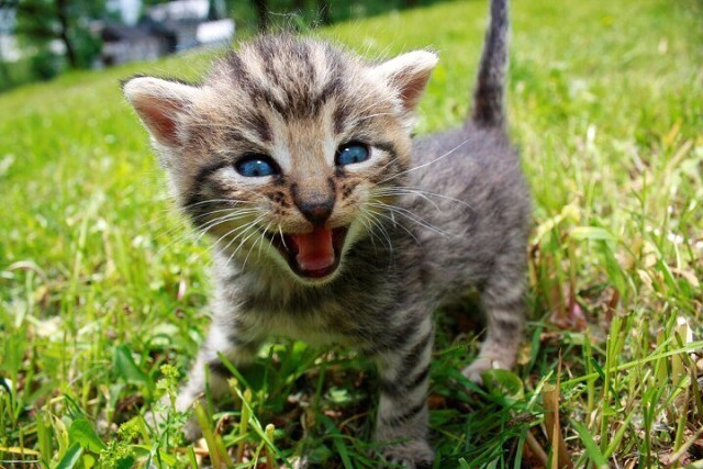 Полосатенький котёнок на травке