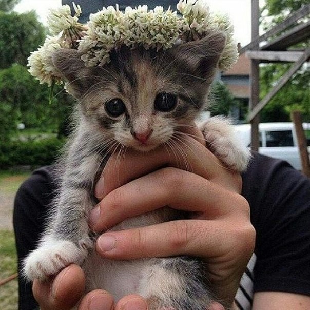 Котёнок с веночком на голове