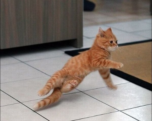 Котёнок акробат