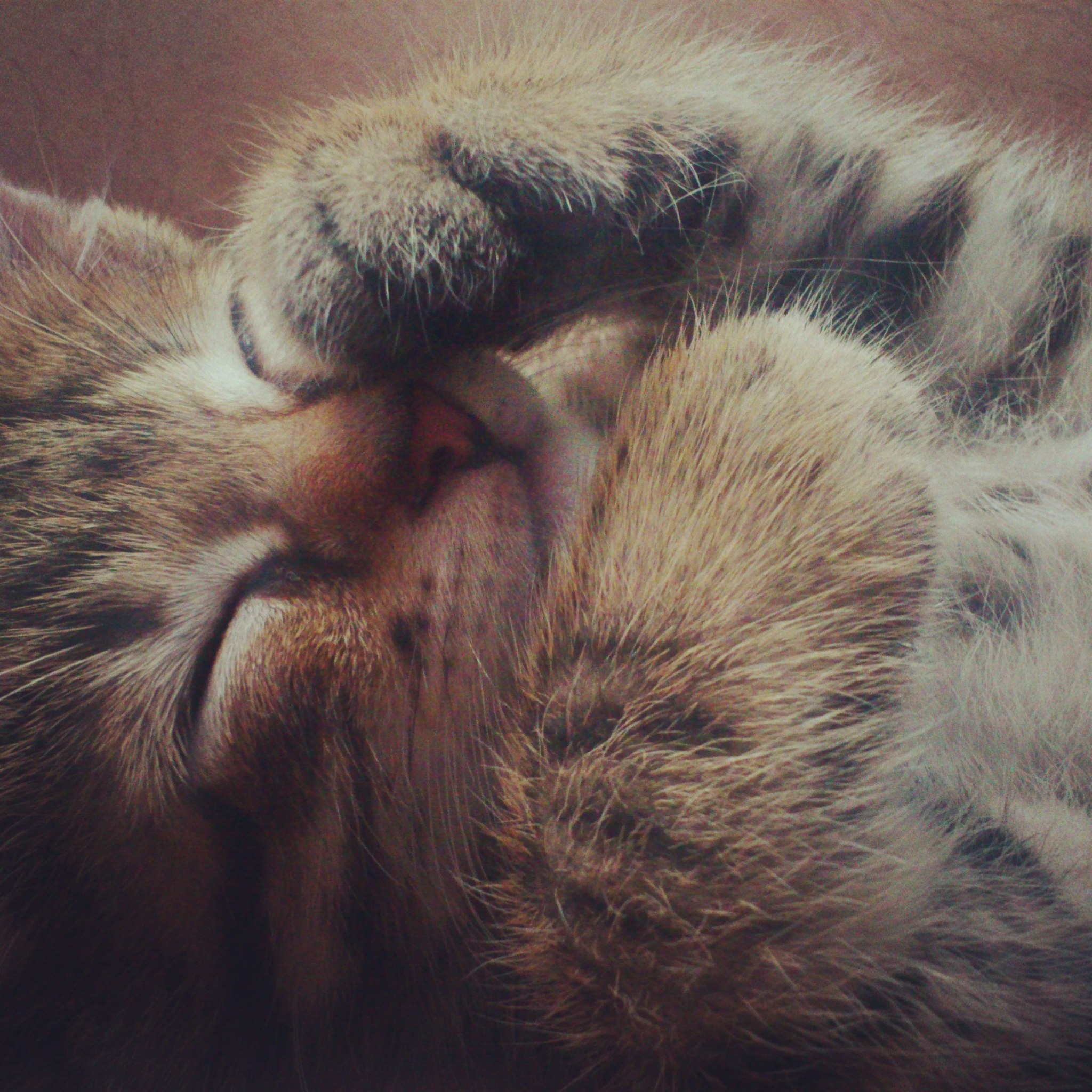 Полосатый котёнок обнимает себя