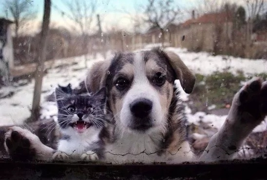 Котёнок и щенок пришли домой