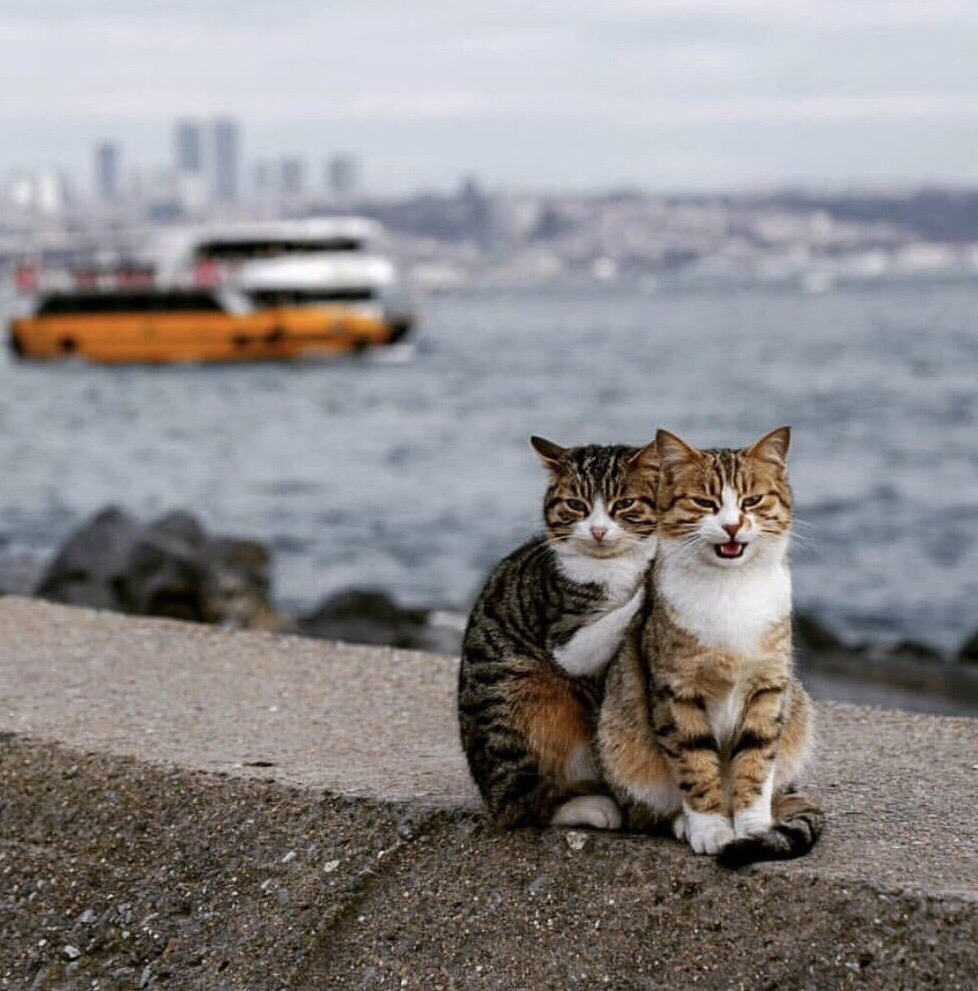 Семейная пара на море