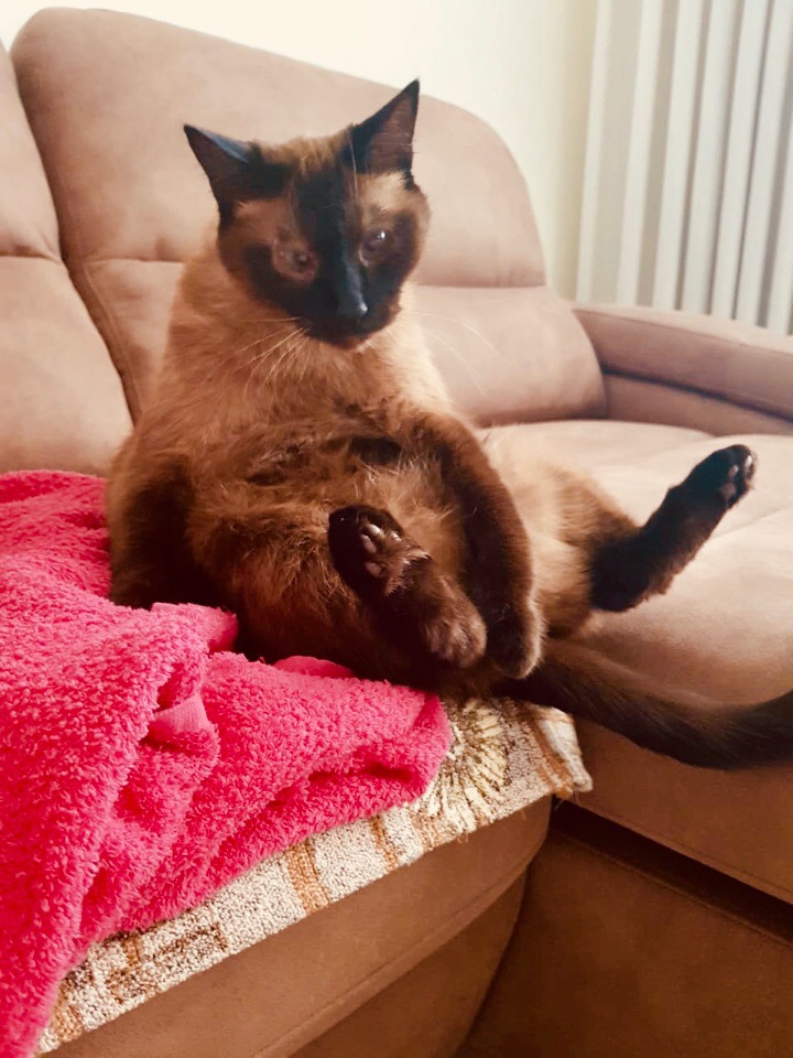 Кошка спросонок