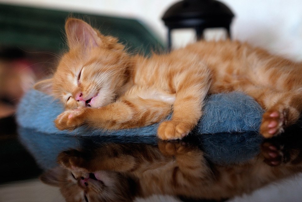 Рыженький котёнок спит на голубой меховушке