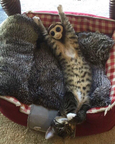 Котик в лежанке с игрушкой
