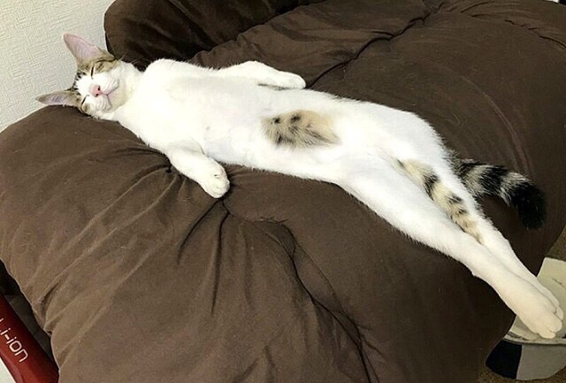 Котик на диване