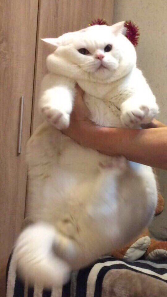 Белая унитарная кошечка