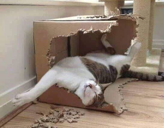 Котик в обгрызанной коробке