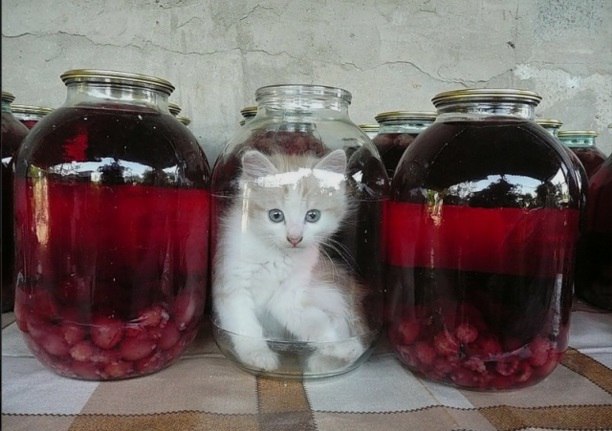 Котёнок в банке