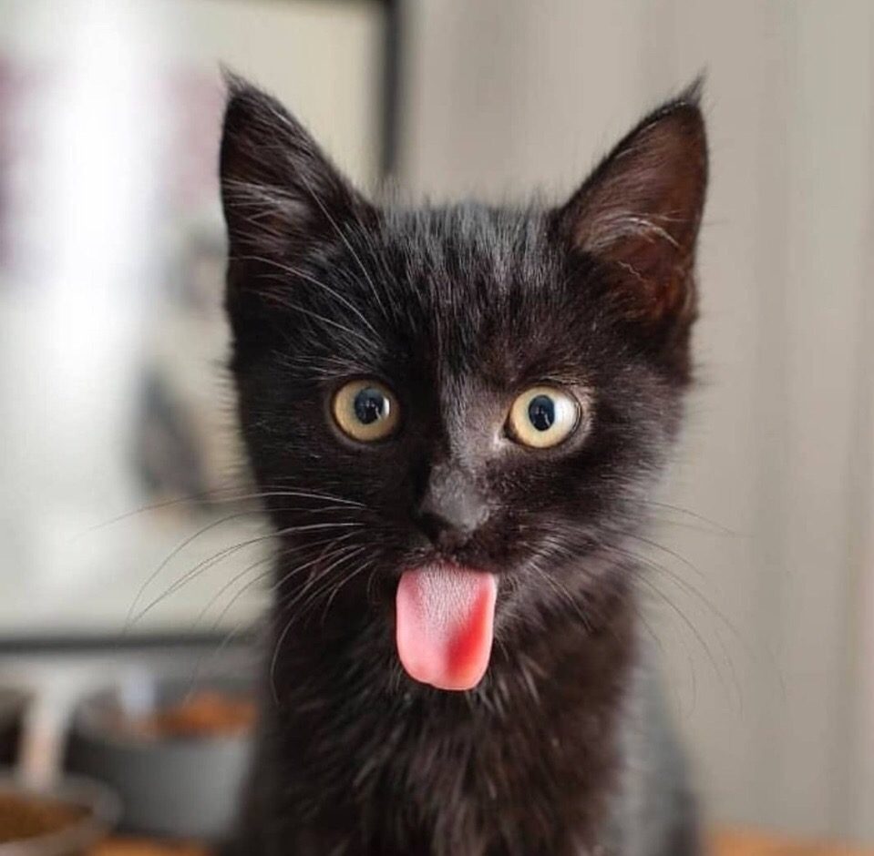 Чёрненький котёнок дразнится