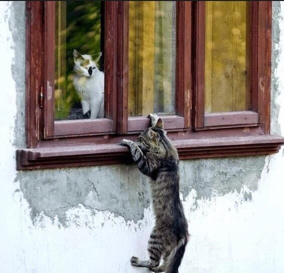 Котик пришёл в гости к своей красотке