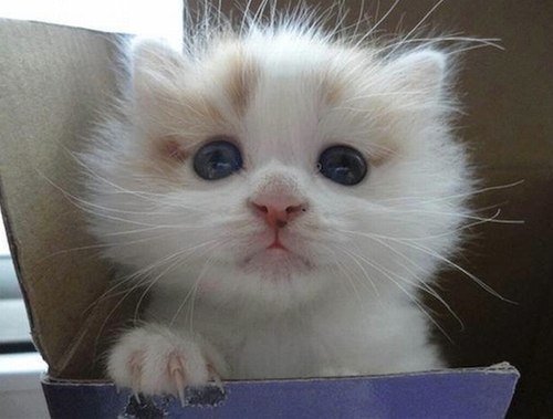 Котёнок в коробке