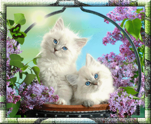 Беленькие котята в рамочке