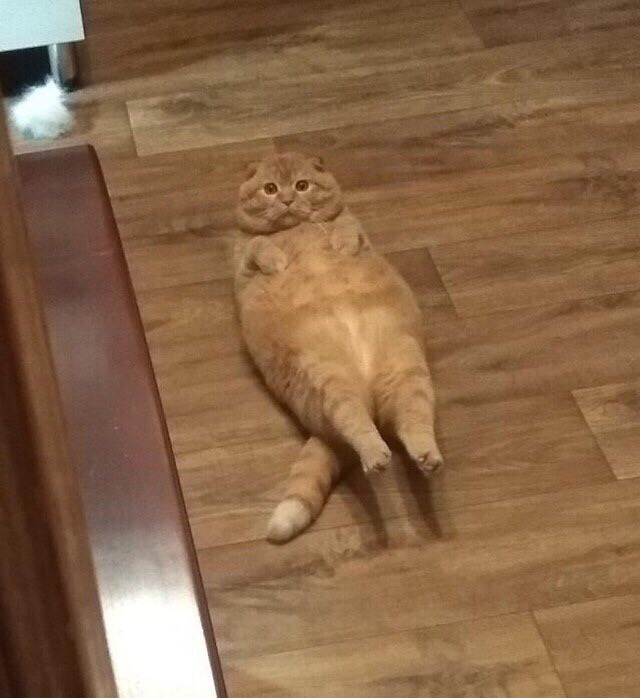 Рыжий котик качает пресс