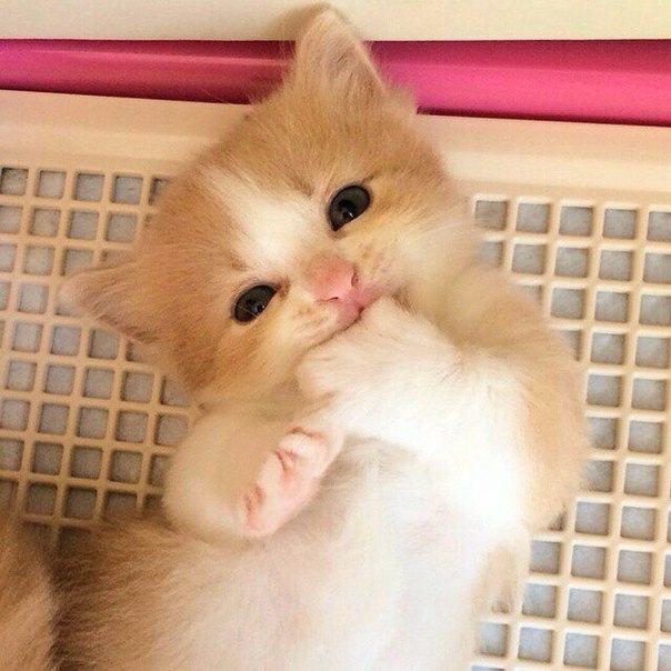 Рыжий котёнок с лапкой во рту