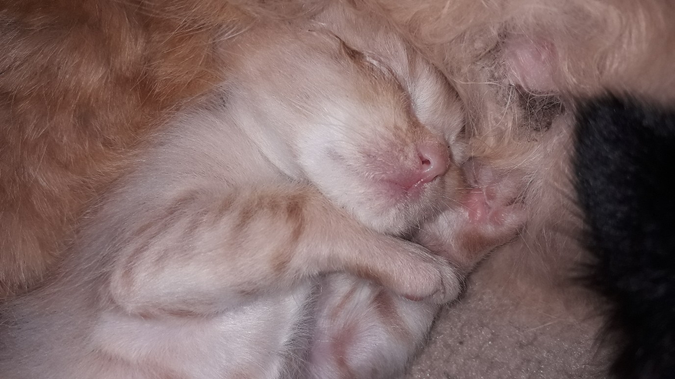 Котёнок спит с мамой