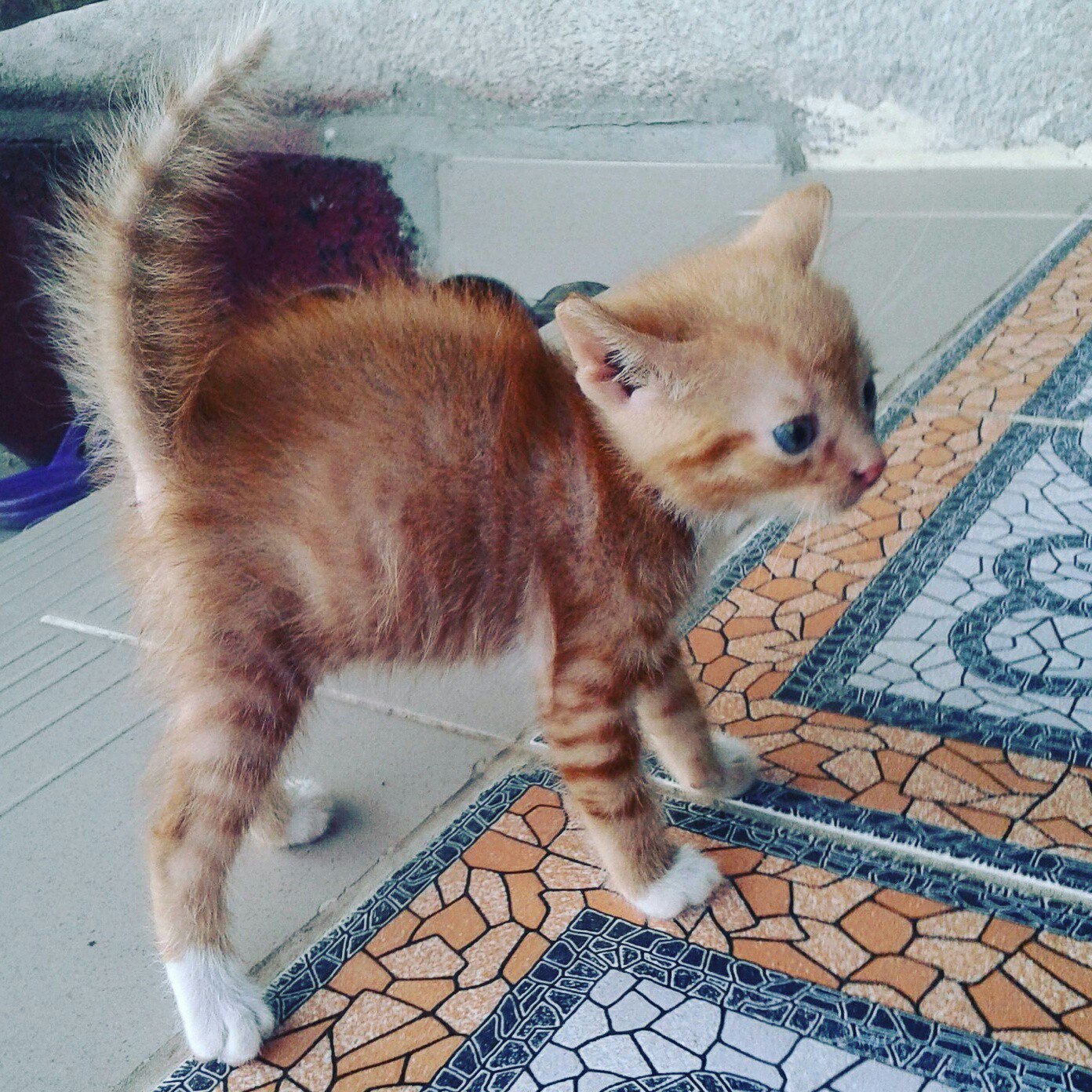 Рыженький котёнок испугался