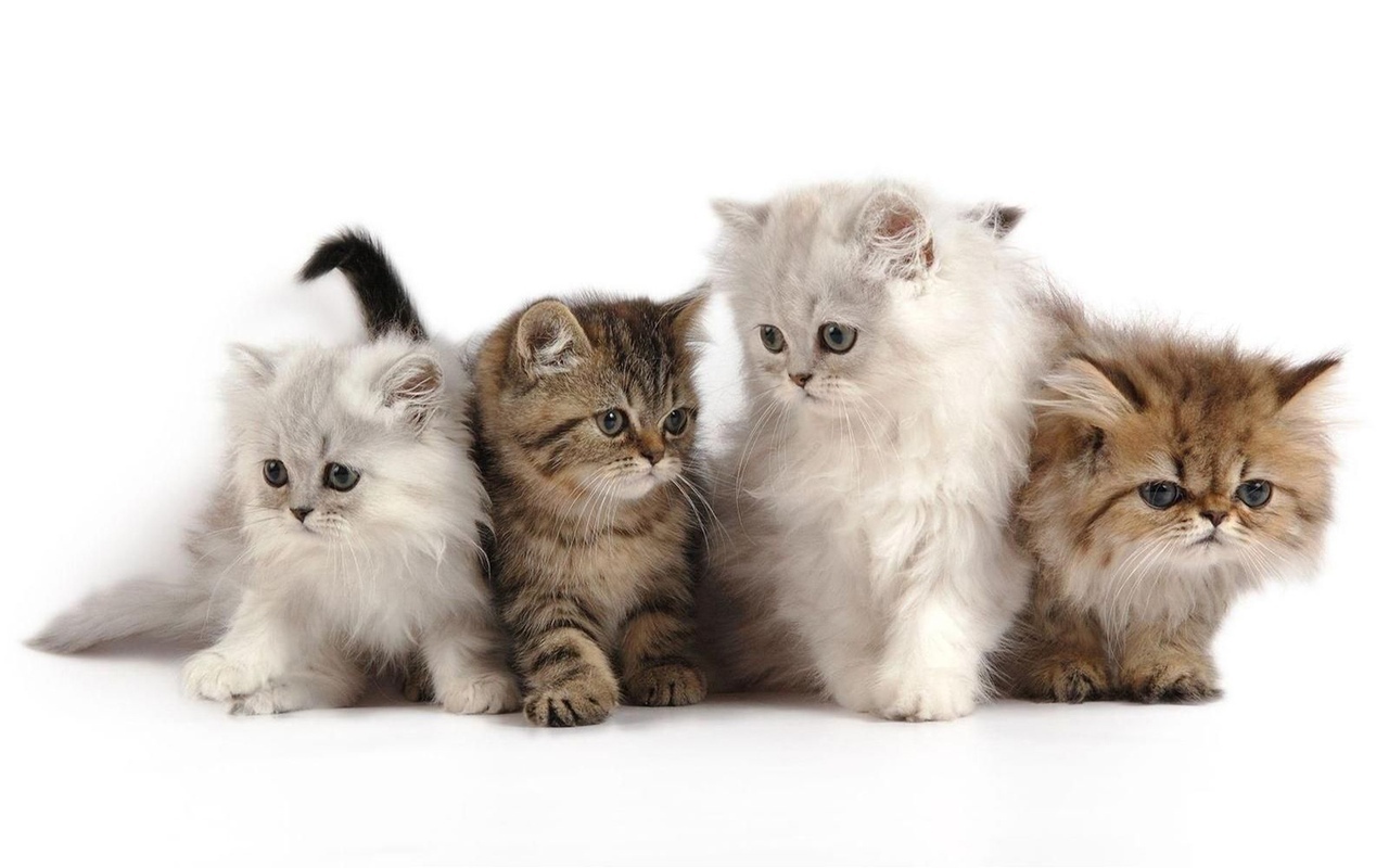 Четверо пушистиков