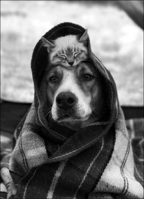 Собака греет котёнка