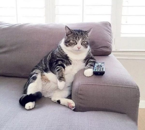 Кот хозяин дома