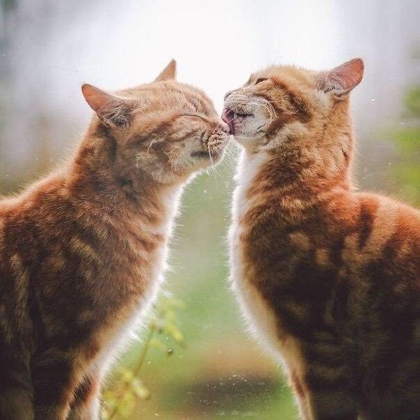 Рыжая влюблённая пара