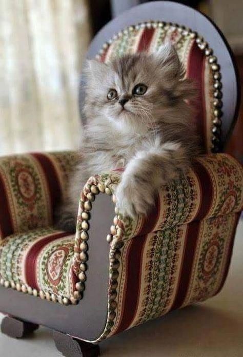 Пушистый  котёнок на кресле