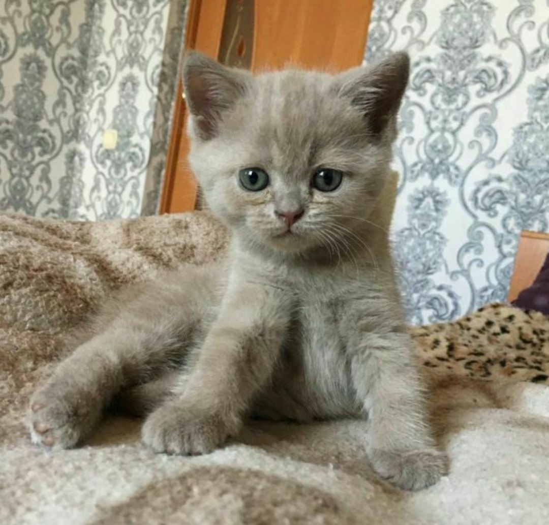 Котёнок лежит на пледе