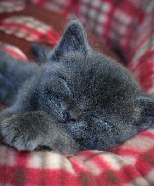 Серенький котёночек на клетчатом пледе