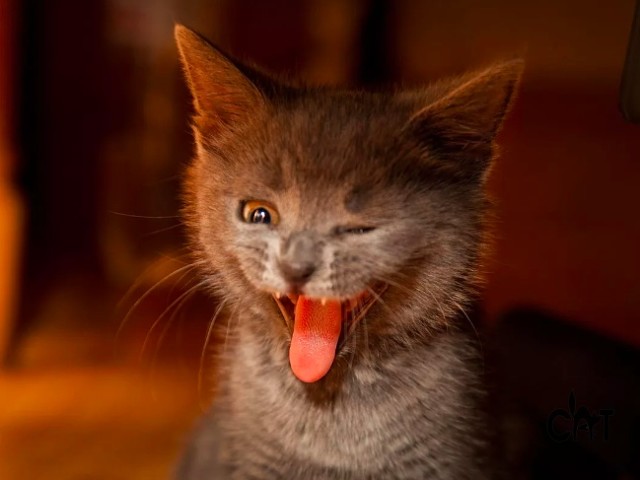 Котёнок показывает язычок