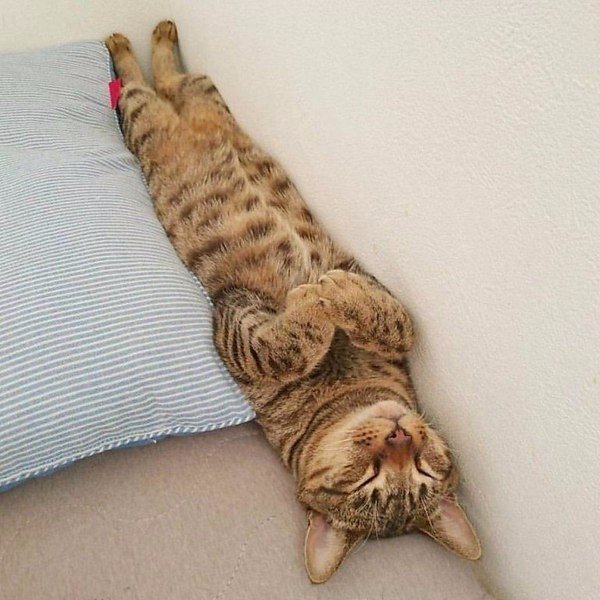 Полосатый котик спит