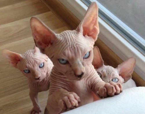 Угадайте, что с Вами будет, если нас не покормить