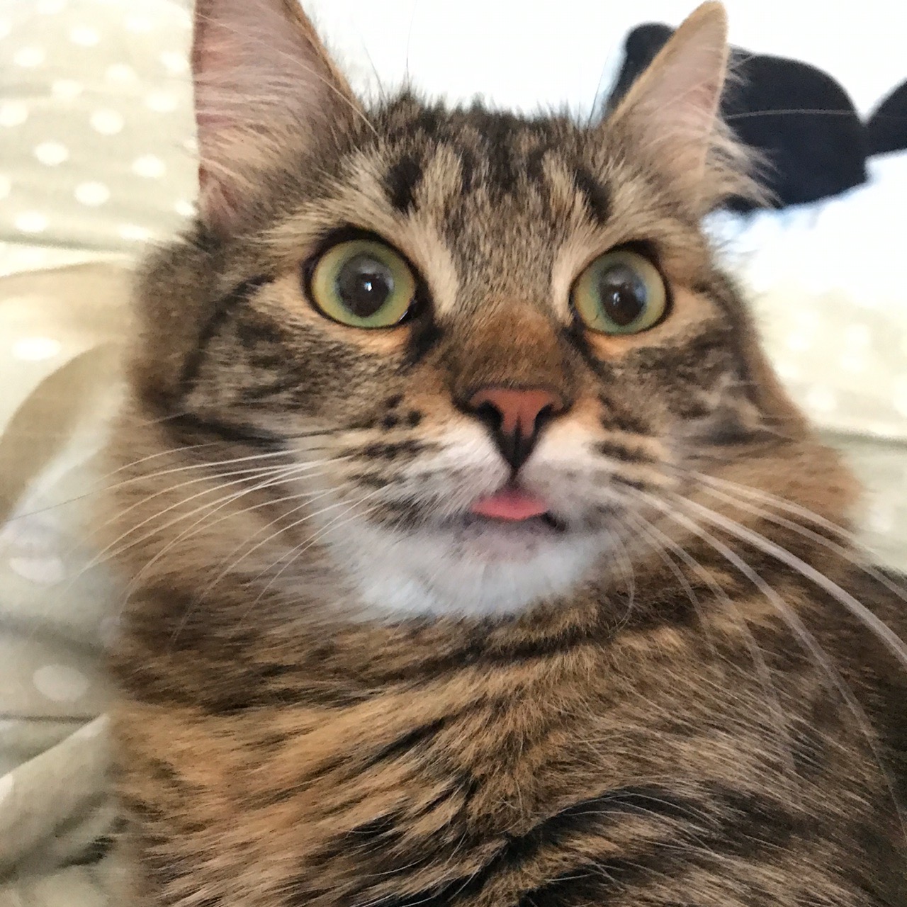 Не пойду игрушки собирать