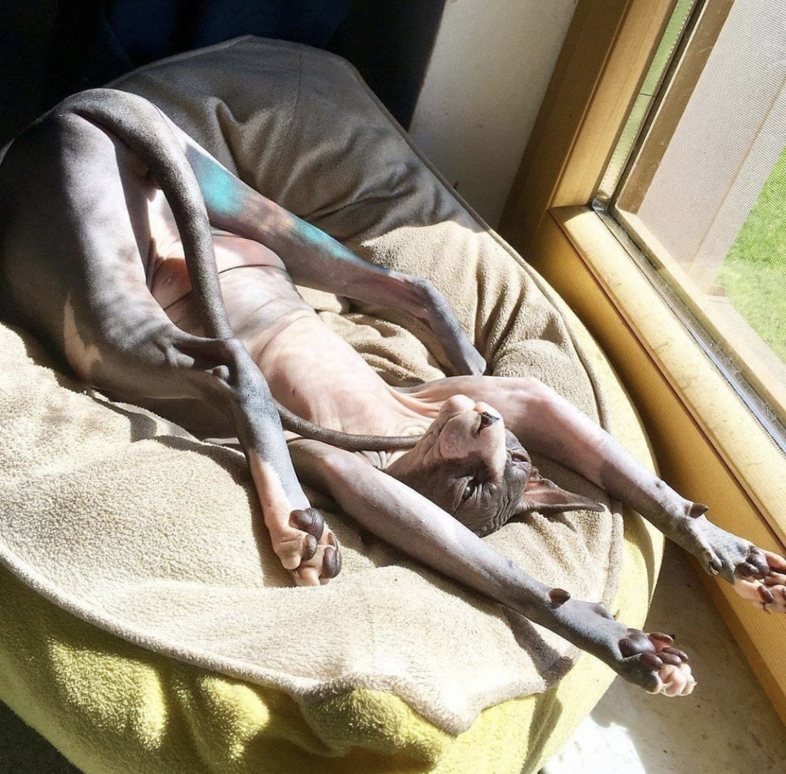 Кверху попой