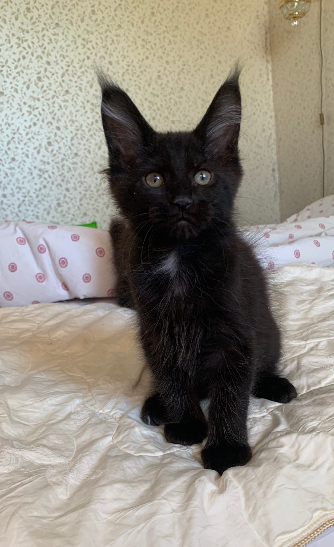 Как это спать не будем