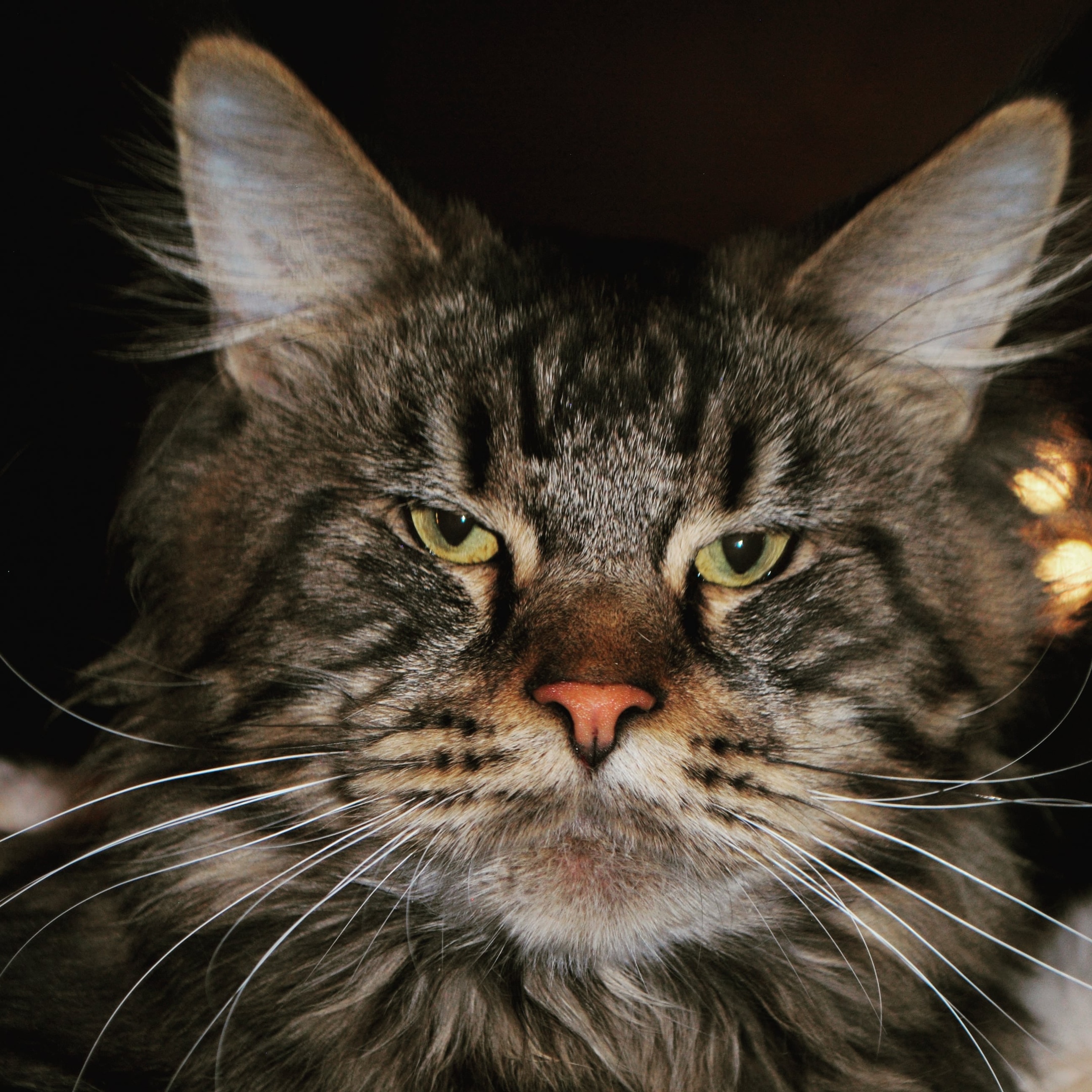 Пухлая морда