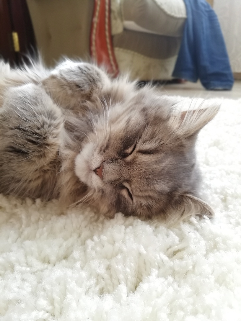 Приятных сновидений