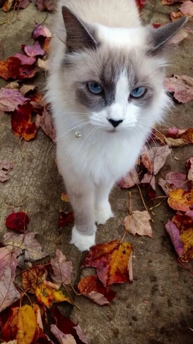 Осенняя грусть