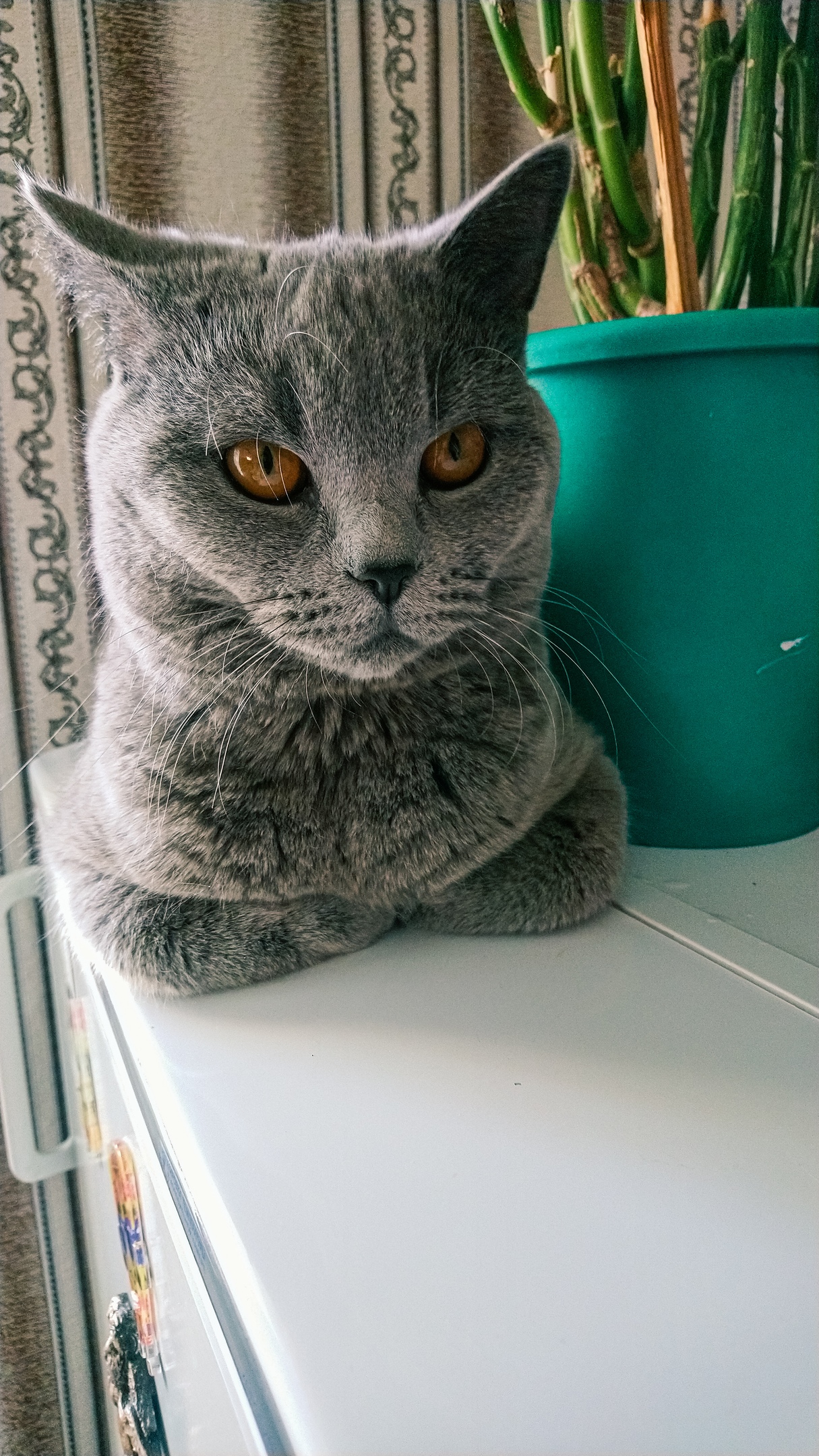 Сторожу холодильник