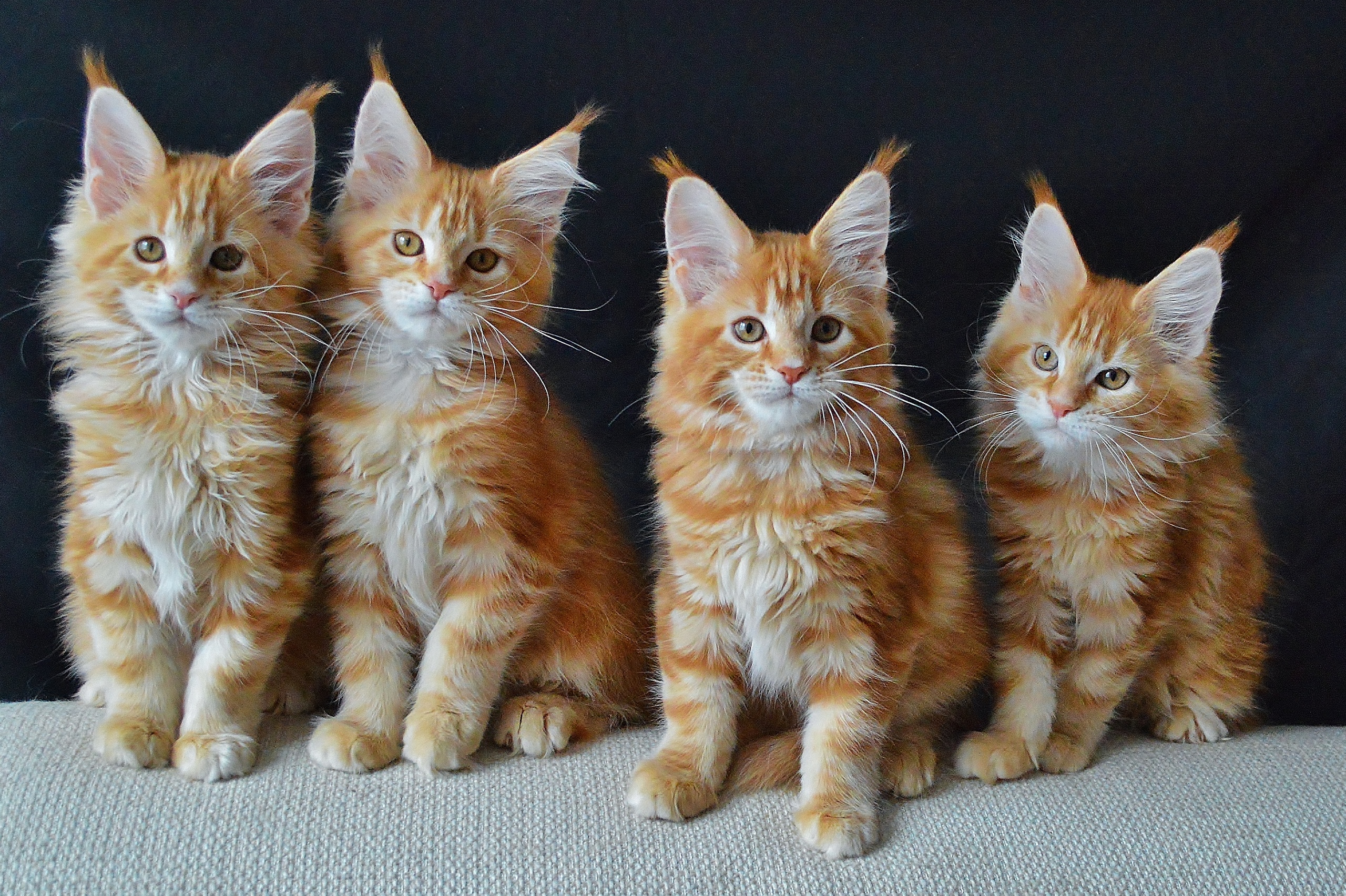 По росту становись