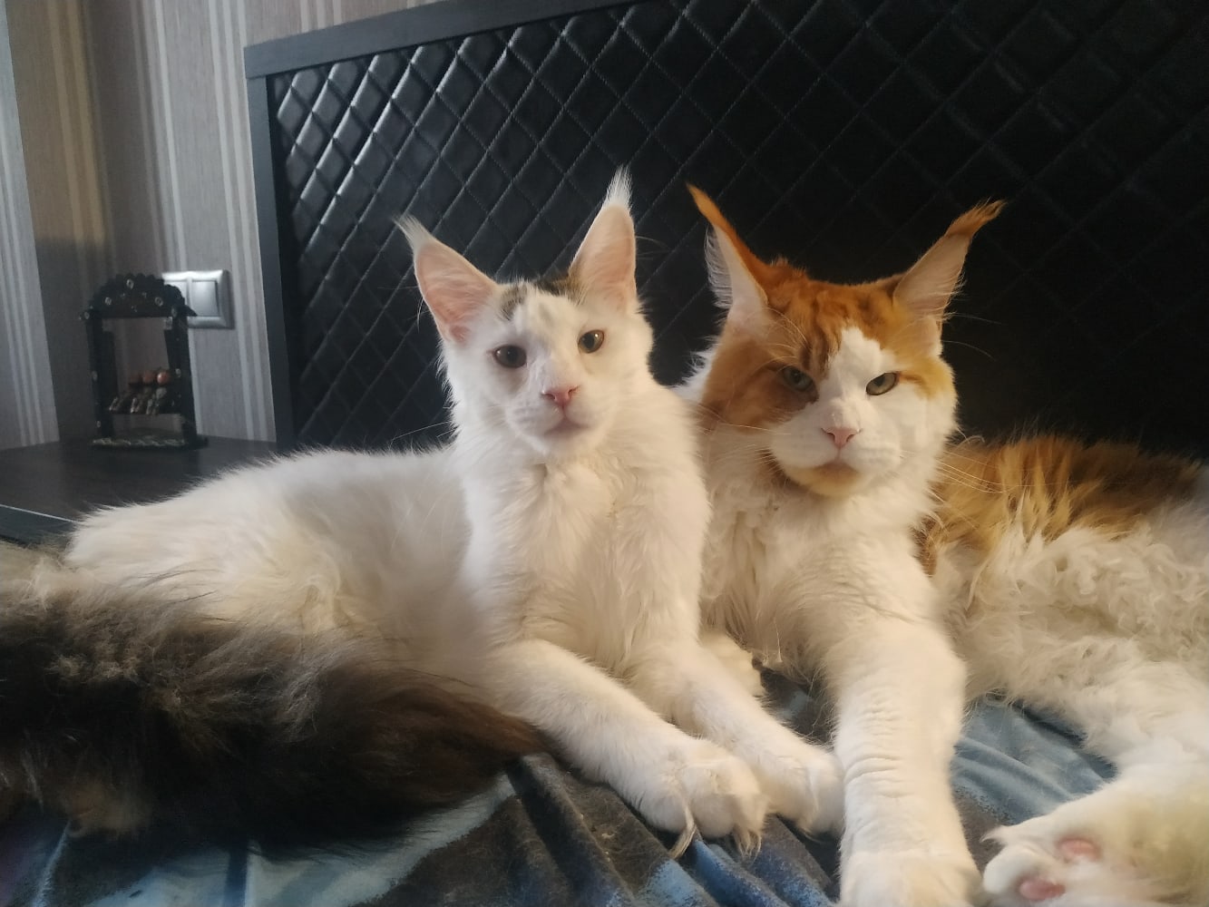 Королевская парочка