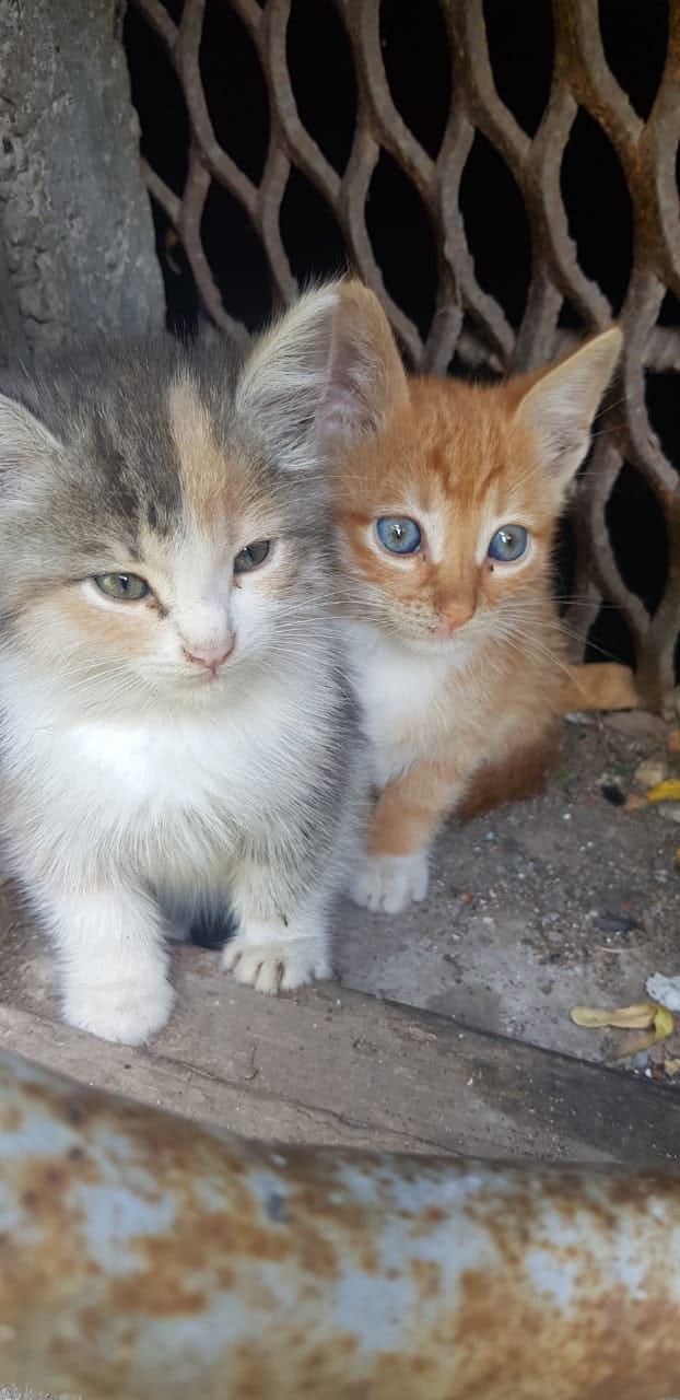 Жалкие сиротки