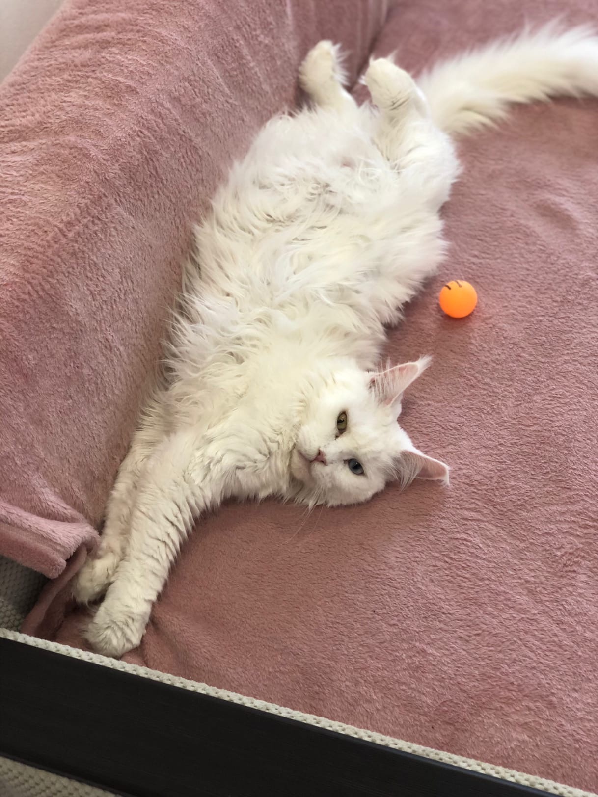 Наигралась, но мячик не трогать