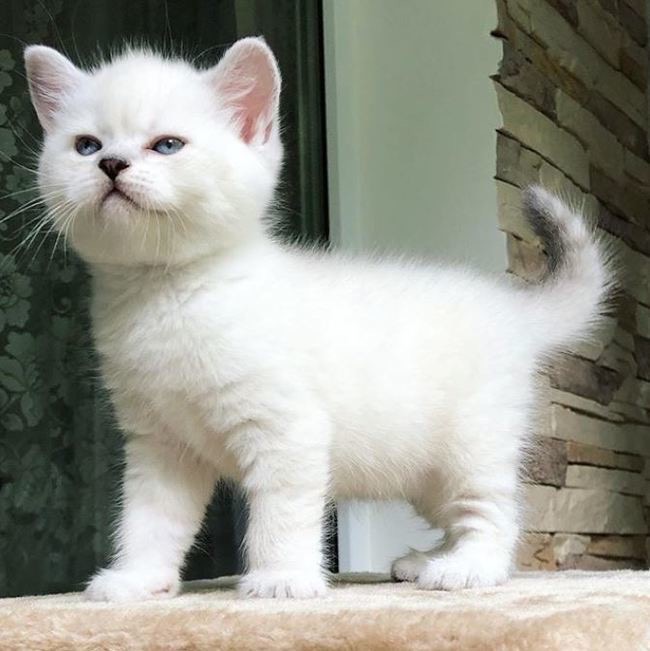 Маленький охранник