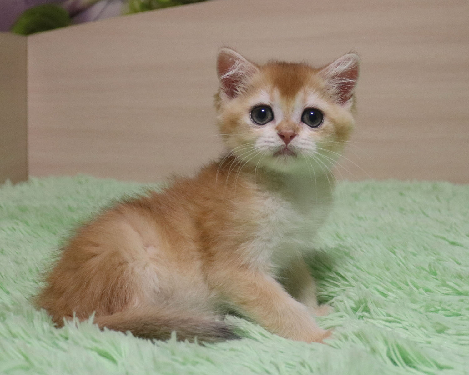 Вы пришли на меня посмотреть