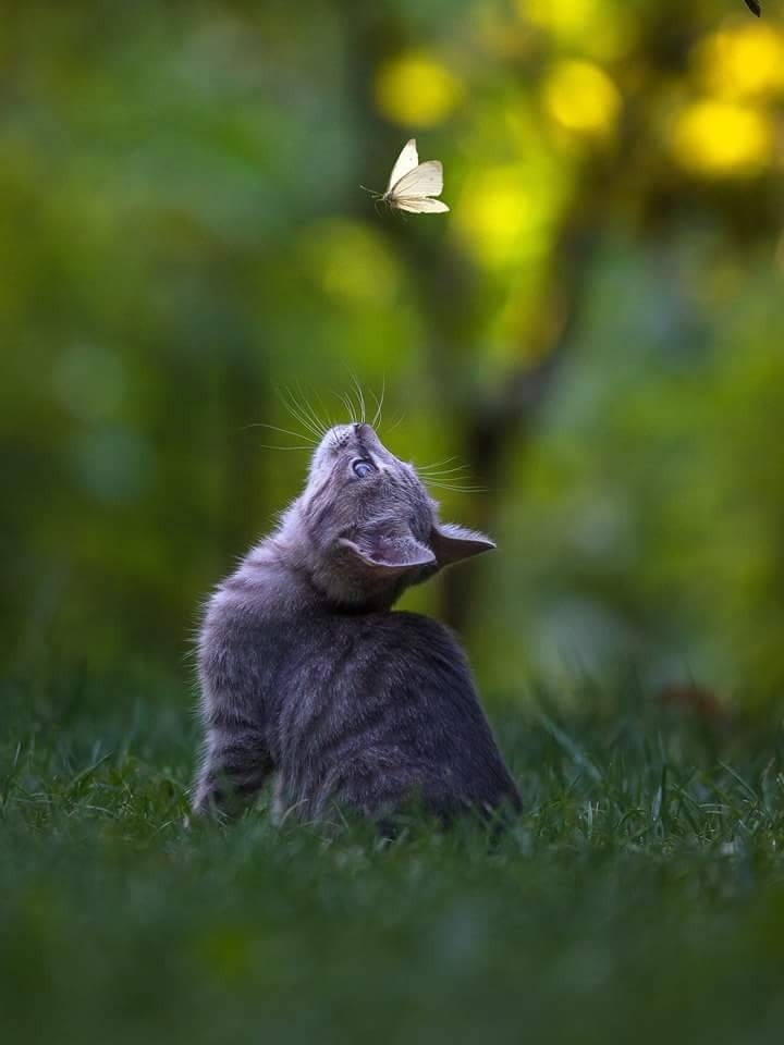 Бабочка дразнит малыша