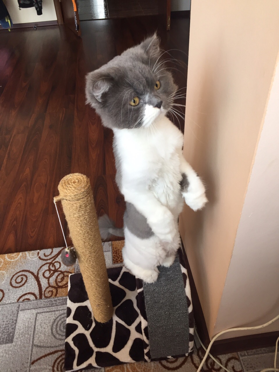 Опять парикмахер пришёл