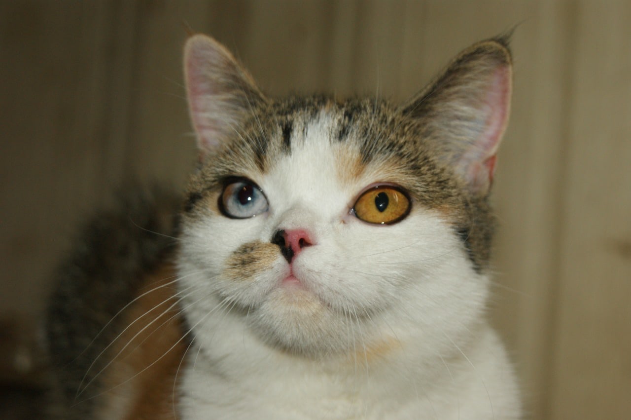 Уникум Май Лавли